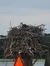 Bird's Nest