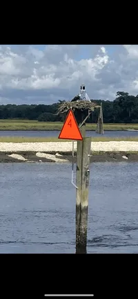 Bird's Nest