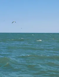 Birds and Dolphins
