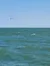 Birds and Dolphins