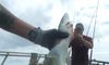 Catching Sharks with Myrtle Beach Deep Sea Fishing