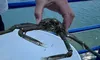 Crab