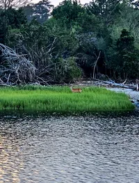 Deer