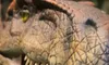 Dinosaur