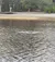 Dolphin Swimming