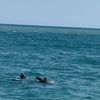 Dolphin Swimming