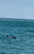 Dolphin Swimming