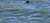 Dolphin Swimming