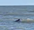 Dolphin Swimming