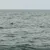Dolphin Swimming