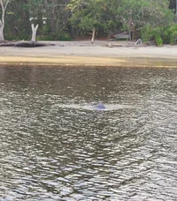 Dolphin Swmming
