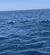 Dolphin in the Water