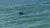 Dolphin in the Water