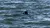 Dolphin in the Water