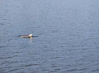 Dolphin in the Water