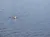 Dolphin in the Water