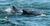 Dolphins