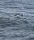 Dolphins