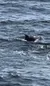 Dolphins
