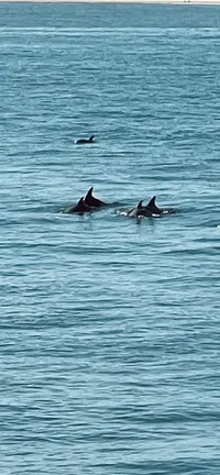 Dolphins