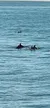 Dolphins