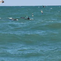 Dolphins