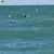 Dolphins