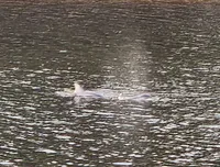 Dolphins