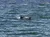Dolphins Swimming