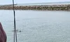 Dolphins Swimming