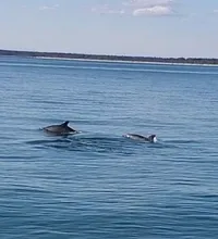 Dolphins Swimming