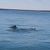 Dolphins Swimming