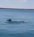 Dolphins Swimming