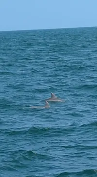 Dolphins Swimming