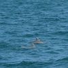 Dolphins Swimming