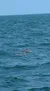 Dolphins Swimming