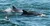Dolphins Swimming