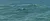 Dolphins Swimming
