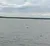 Dolphins in the Water