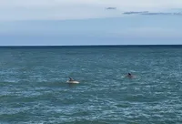 Dolphins in the Water