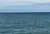 Dolphins in the Water