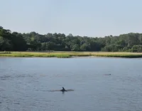 Dolphins in the Water