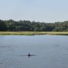 Dolphins in the Water