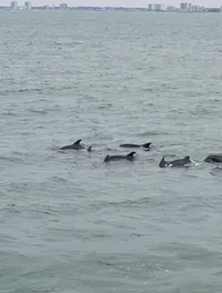 Dolphins in the Water