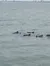 Dolphins in the Water