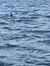 Dolphins in the Water