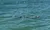 Dolphins in the Water