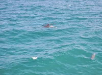 Dolphins in the water