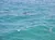 Dolphins in the water