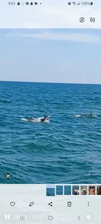 Myrtle Beach Dolphin Cruise - view of dolphins.